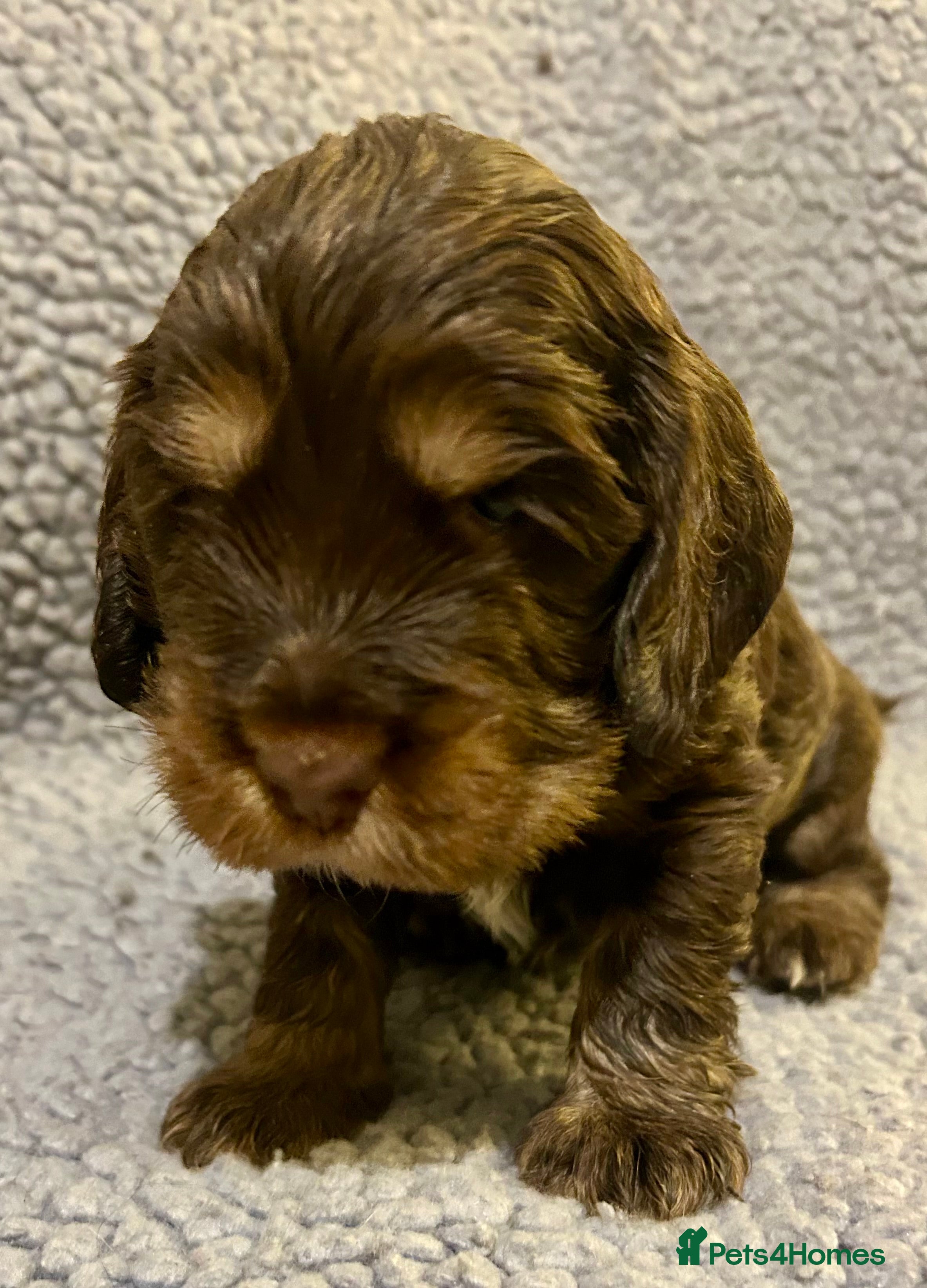 Cocker Spaniel dogs Beautiful KC English Show Cocker pups. - Advert 2