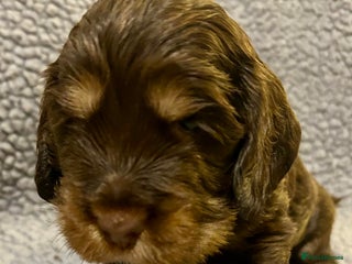 Cocker Spaniel dogs Beautiful KC English Show Cocker pups. - Advert 1