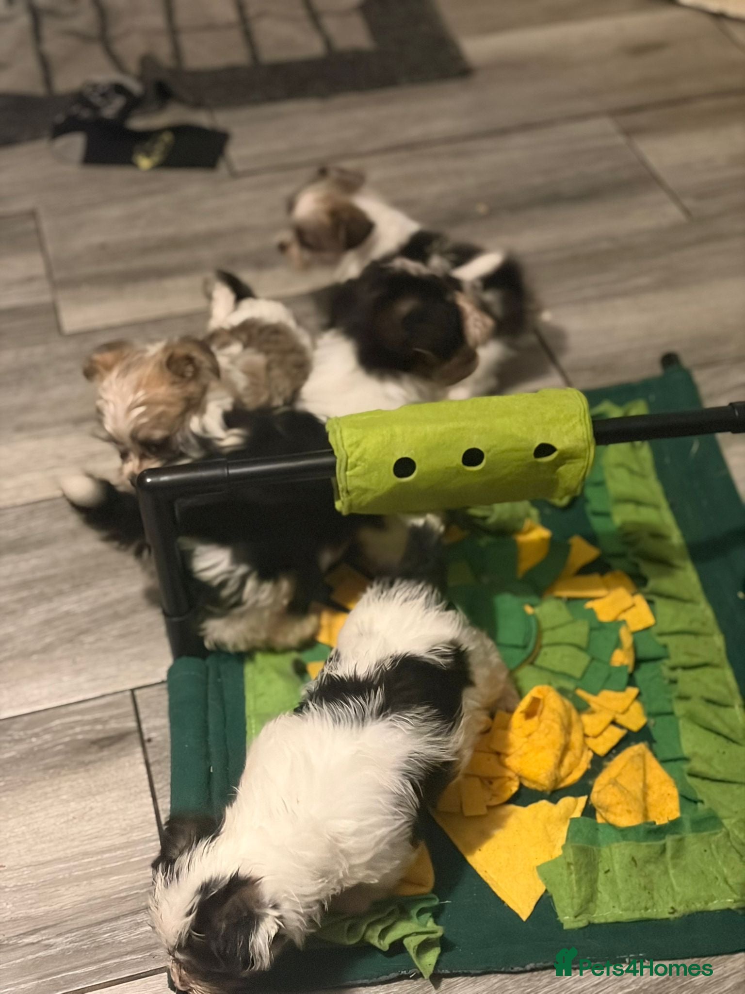 Mixed Breed dogs LHASO APSO X YORSHSIRE TERRIER PUPS  - Advert 4