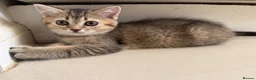 Scottish Fold cats for sale: Stunning Scottish fold kittens are ready - Advert 11