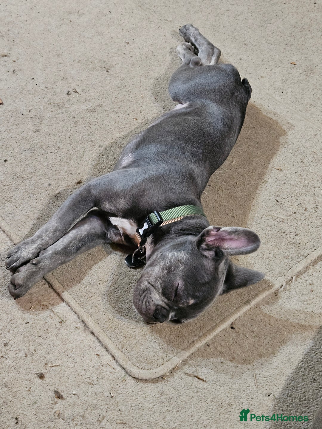 French Bulldog dogs for sale: Male French bulldog - Advert 4