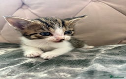 Mixed Breed cats for sale: 6 kittens not ready till 14th August  - Image 16