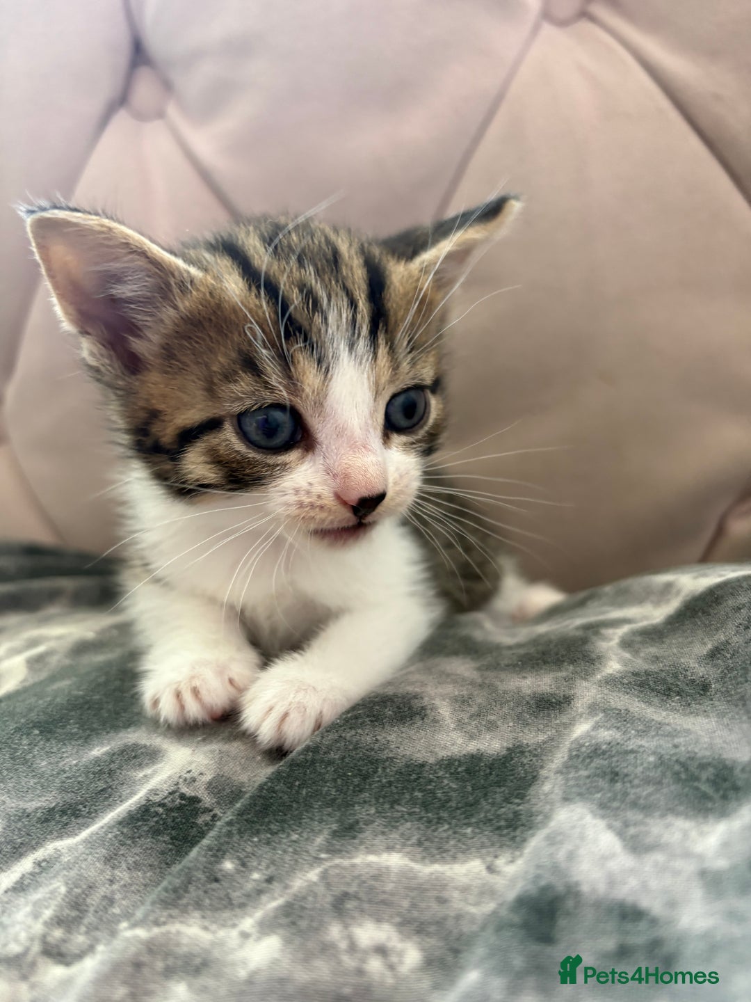 Mixed Breed cats for sale: 6 kittens not ready till 14th August  - Image 16