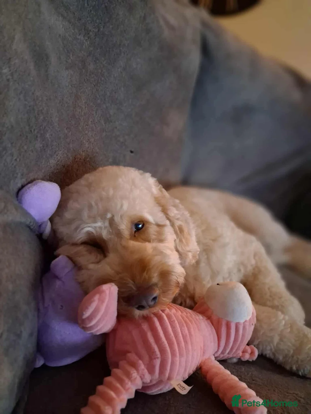 Cockapoo dogs for sale: Cockapoo  - Advert 2