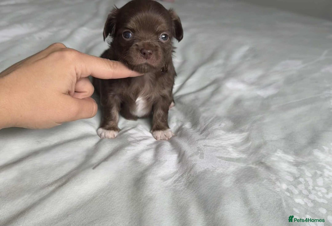 Chihuahua dogs for sale: Chocolate Girl, Blue Boy Longhair Chihuahua  - Image 12