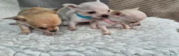 Chihuahua dogs for sale: Beautiful Tiny Chihuahua puppies  - Advert 7