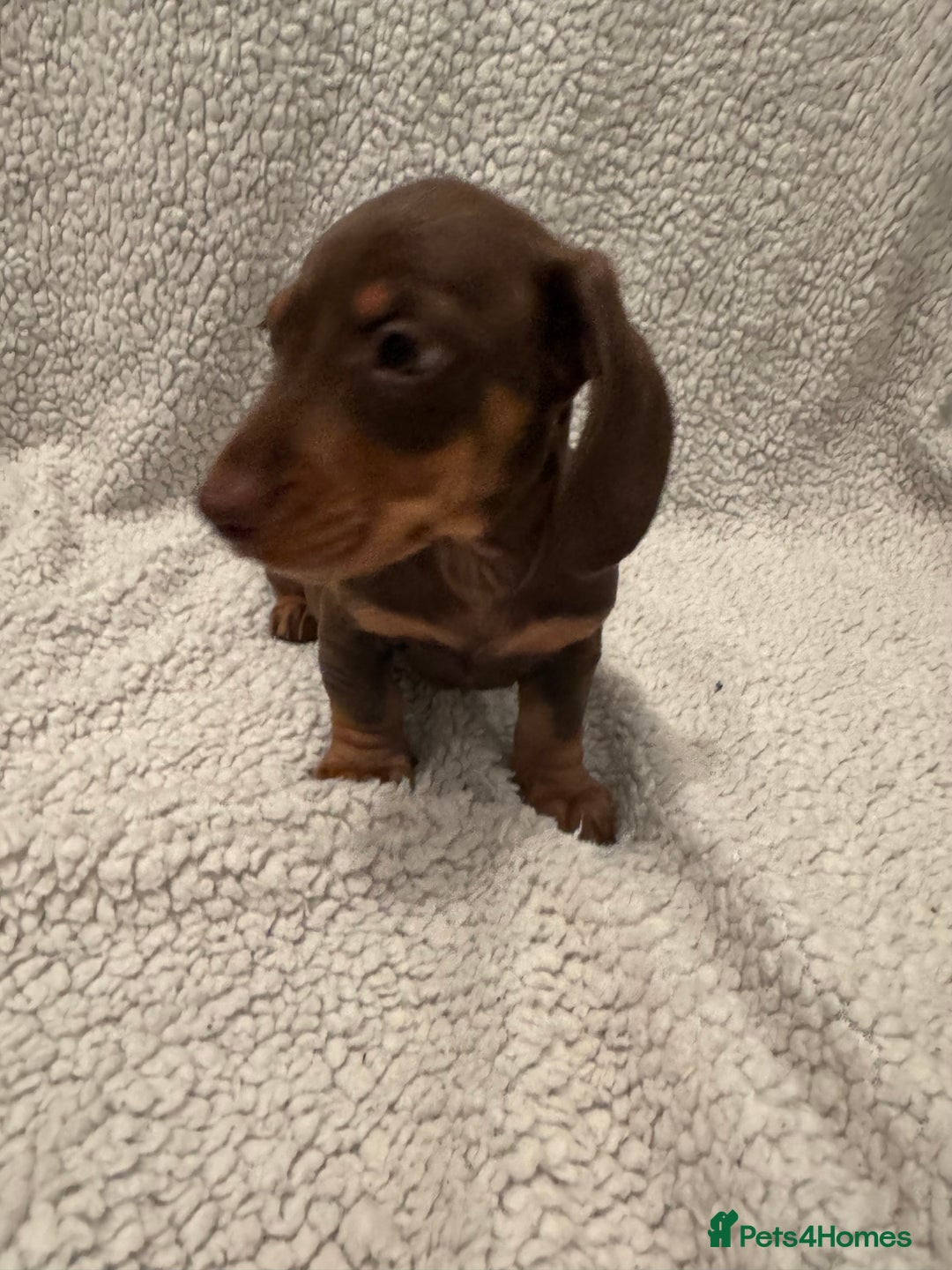 Miniature Dachshund dogs for sale: Miniature dachshund READY NOW - Advert 11