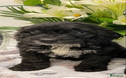 Cockapoo dogs for sale: F1show type Cockapoo. Health tested parents  - Image 7