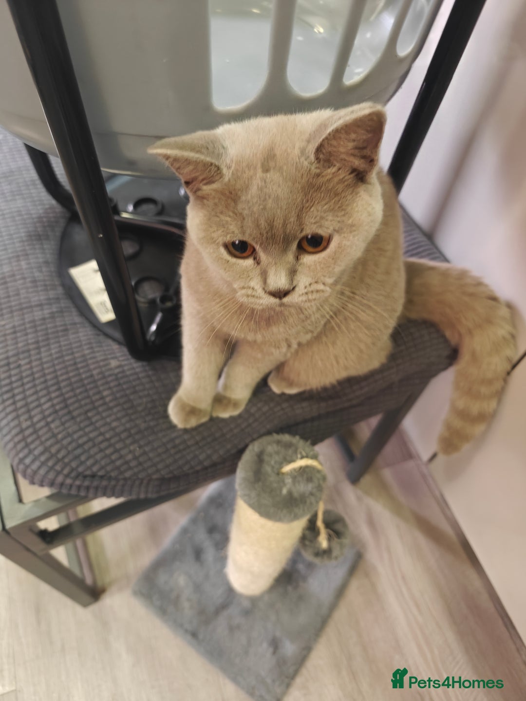 British Shorthair cats for sale: Adorable Purebred Lilac British Shorthair Kitten  - Image 6