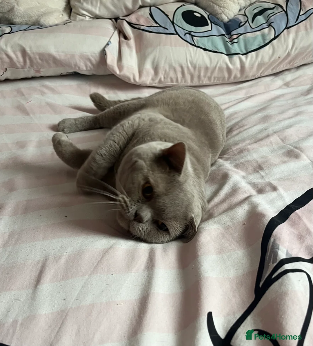 British Shorthair cats for sale: Beautiful 6 week old female bsh - Advert 12