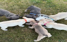 French Bulldog dogs for sale: One adorable female 🩷 French Bulldog Puppy  - Image 17