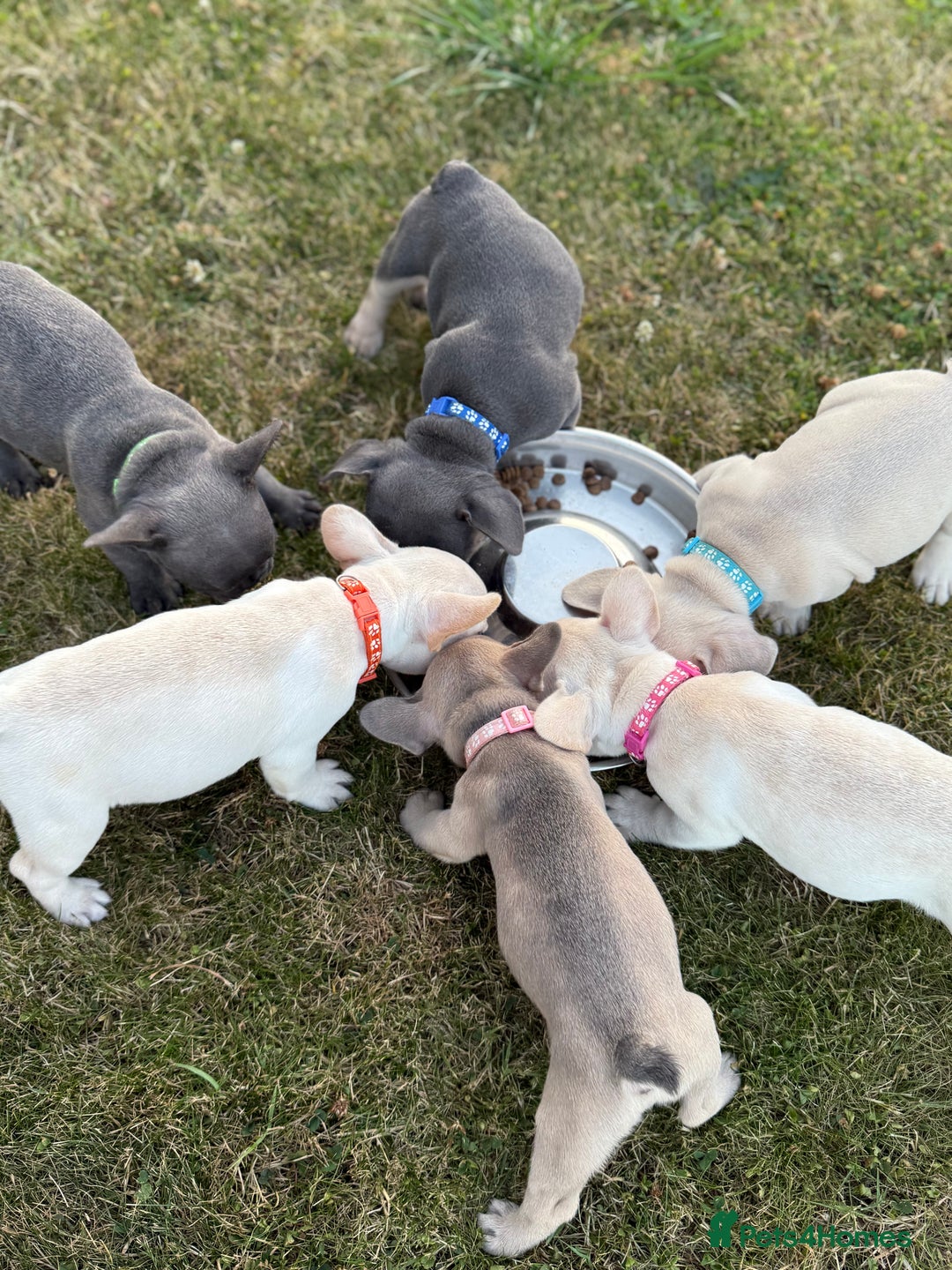 French Bulldog dogs for sale: One adorable female 🩷 French Bulldog Puppy  - Image 17