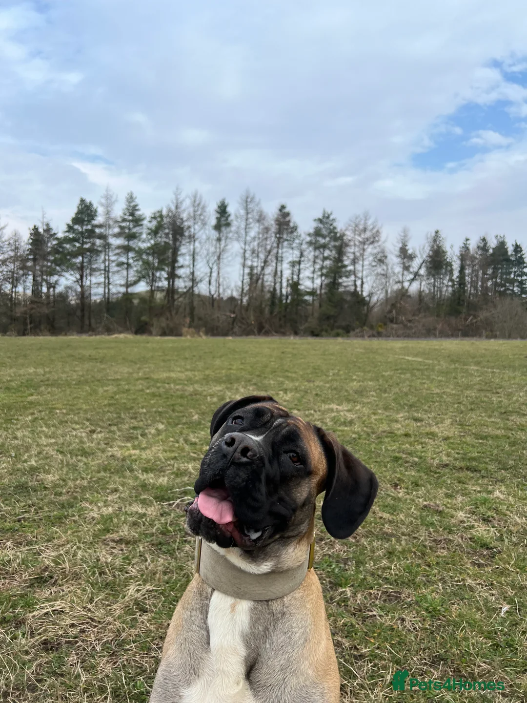 Mixed Breed dogs for sale: loving girl needing forever home  - Advert 7