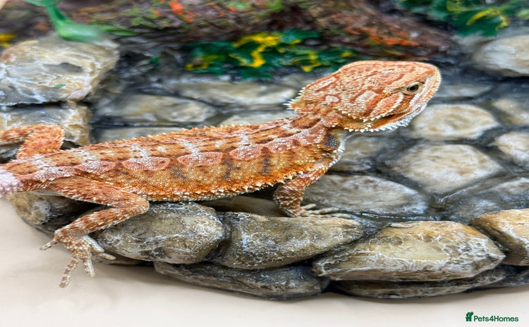 Bearded Dragon reptiles - Advert 1