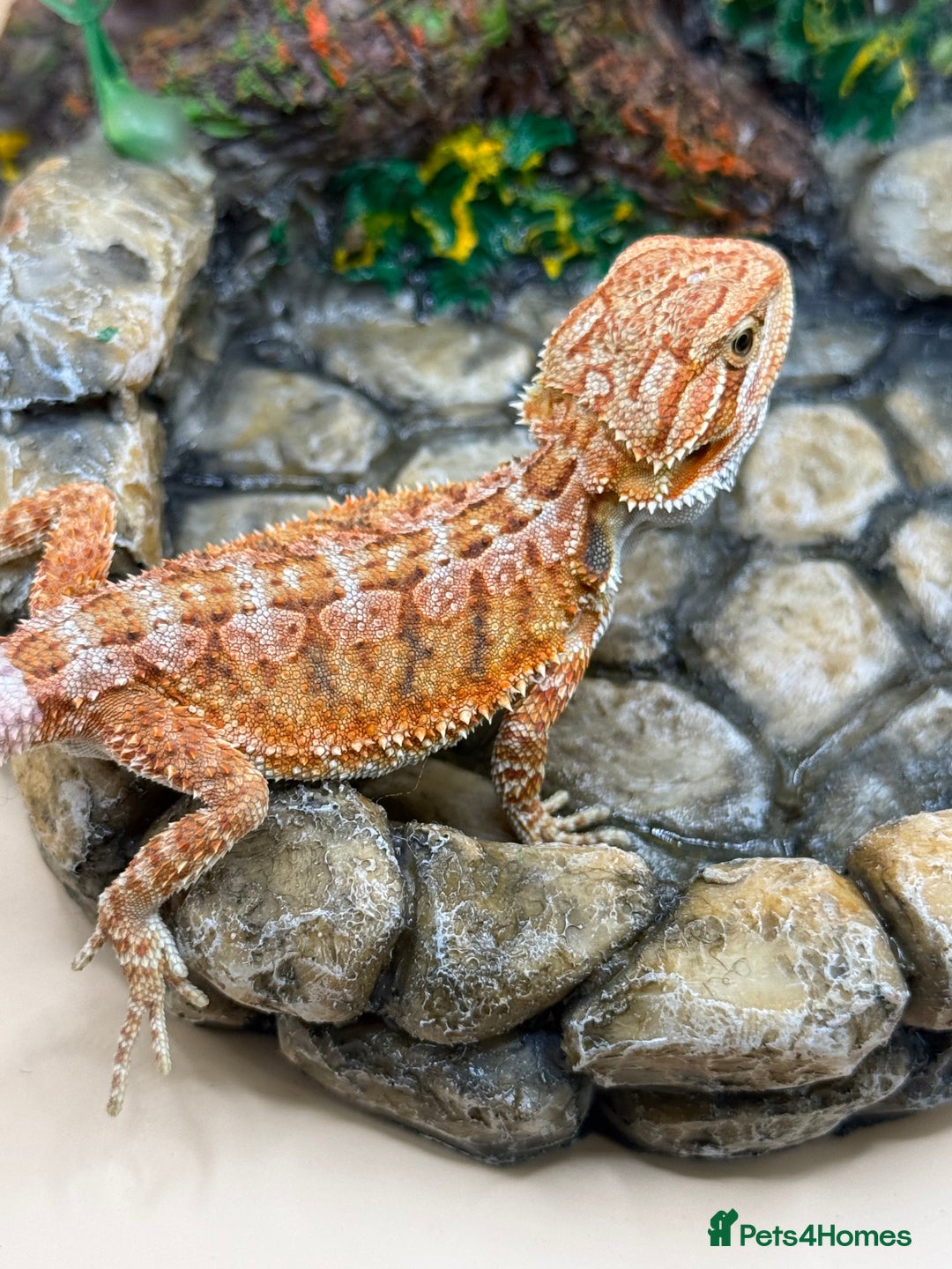 Bearded Dragon reptiles for sale: 🔥Last clutch this year!! Baby bearded dragons 🔥 - Image 1