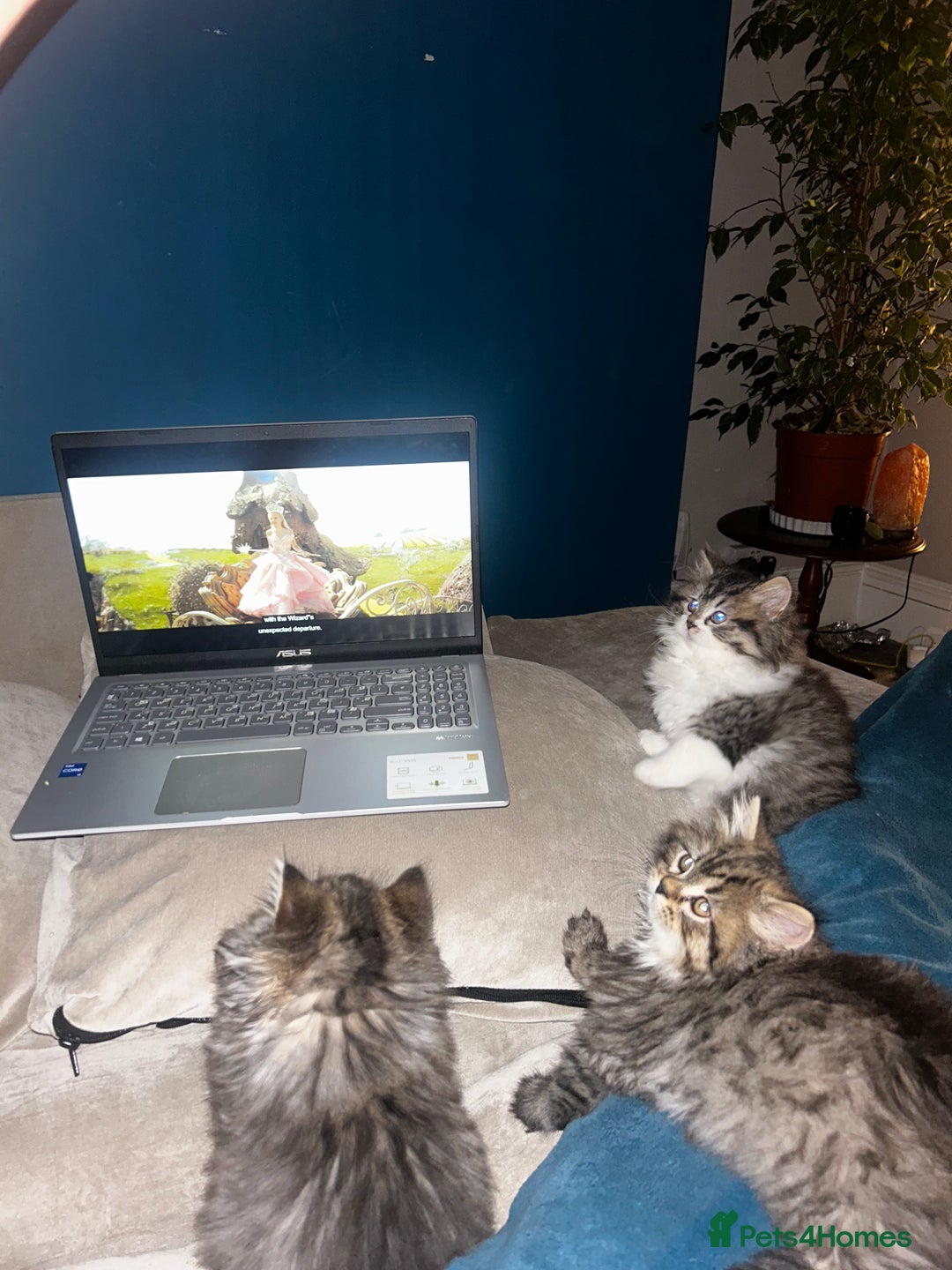 Persian cats for sale: Persian Kittens Looking for Loving Homes - Advert 14