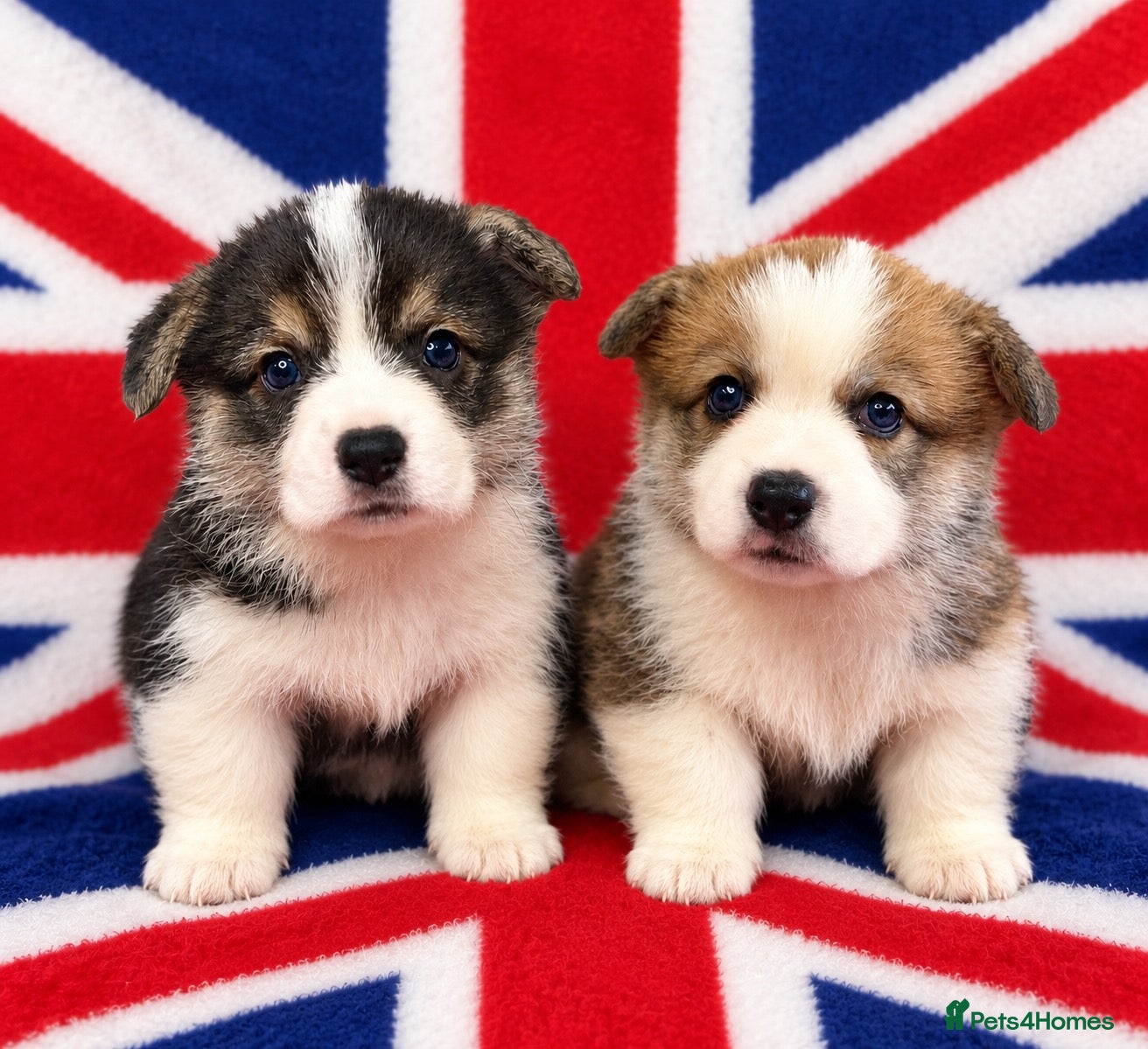 Welsh Corgi Pembroke dogs for sale: Kc registered Welsh Pembroke corgis 🇬🇧 - Advert 9