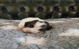 English Springer Spaniel dogs for sale: Kc Reg English Springer spaniel boys in Dorchester - Image 27