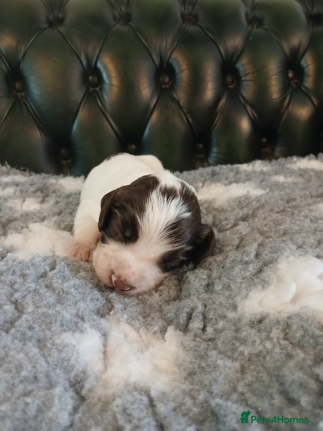 English Springer Spaniel dogs for sale: Kc Reg English Springer spaniel boys in Dorchester - Image 27