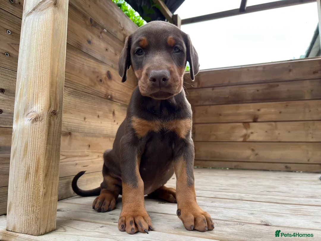 Dobermann dogs for sale: Outstanding KC Health tested Doberman puppies  - Advert 10