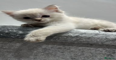 Ragdoll cats - Advert 16