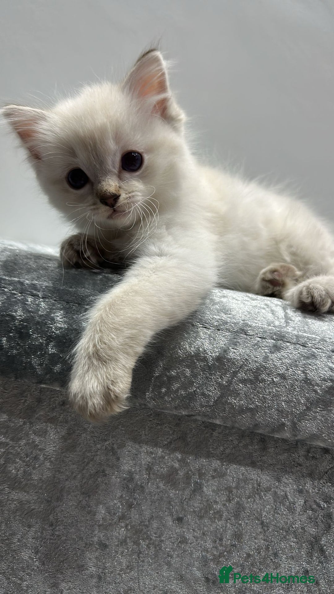 Ragdoll cats for sale: FULL PEDIGREE RAGDOLL KITTENS! READY BEFORE XMAS! - Image 2
