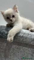 Ragdoll cats - Advert 5