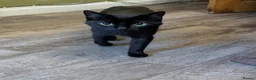 Mixed Breed cats for sale: FREE to good home in Mexborough - Advert 6
