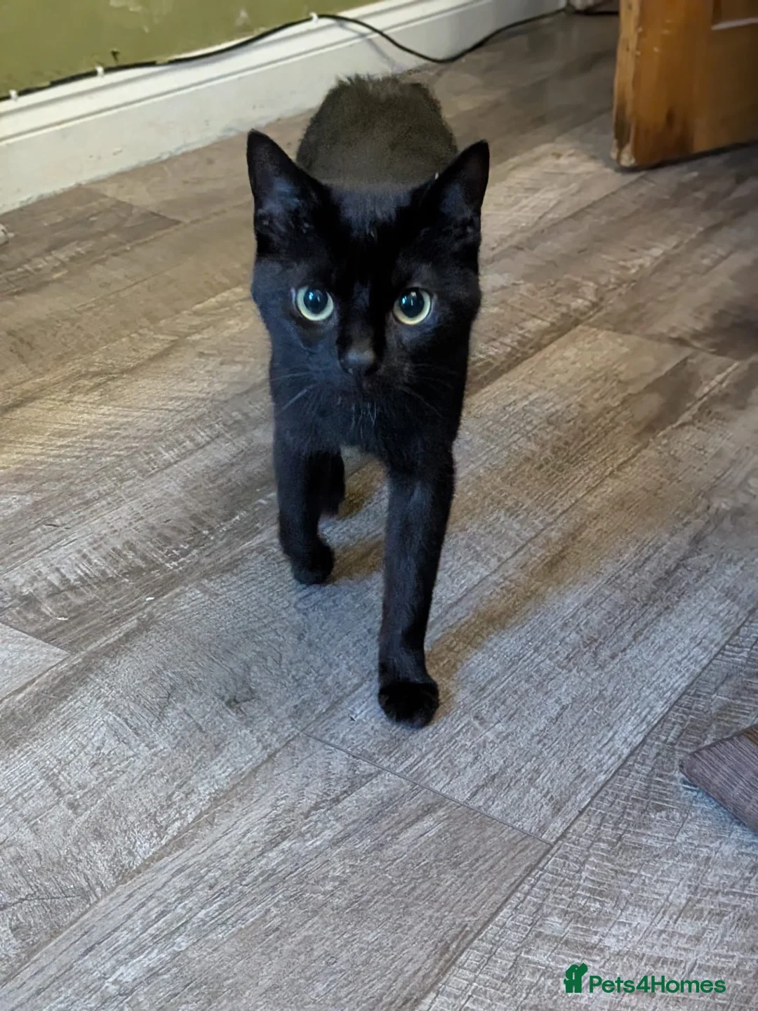 Mixed Breed cats for sale: FREE to good home in Mexborough - Advert 6