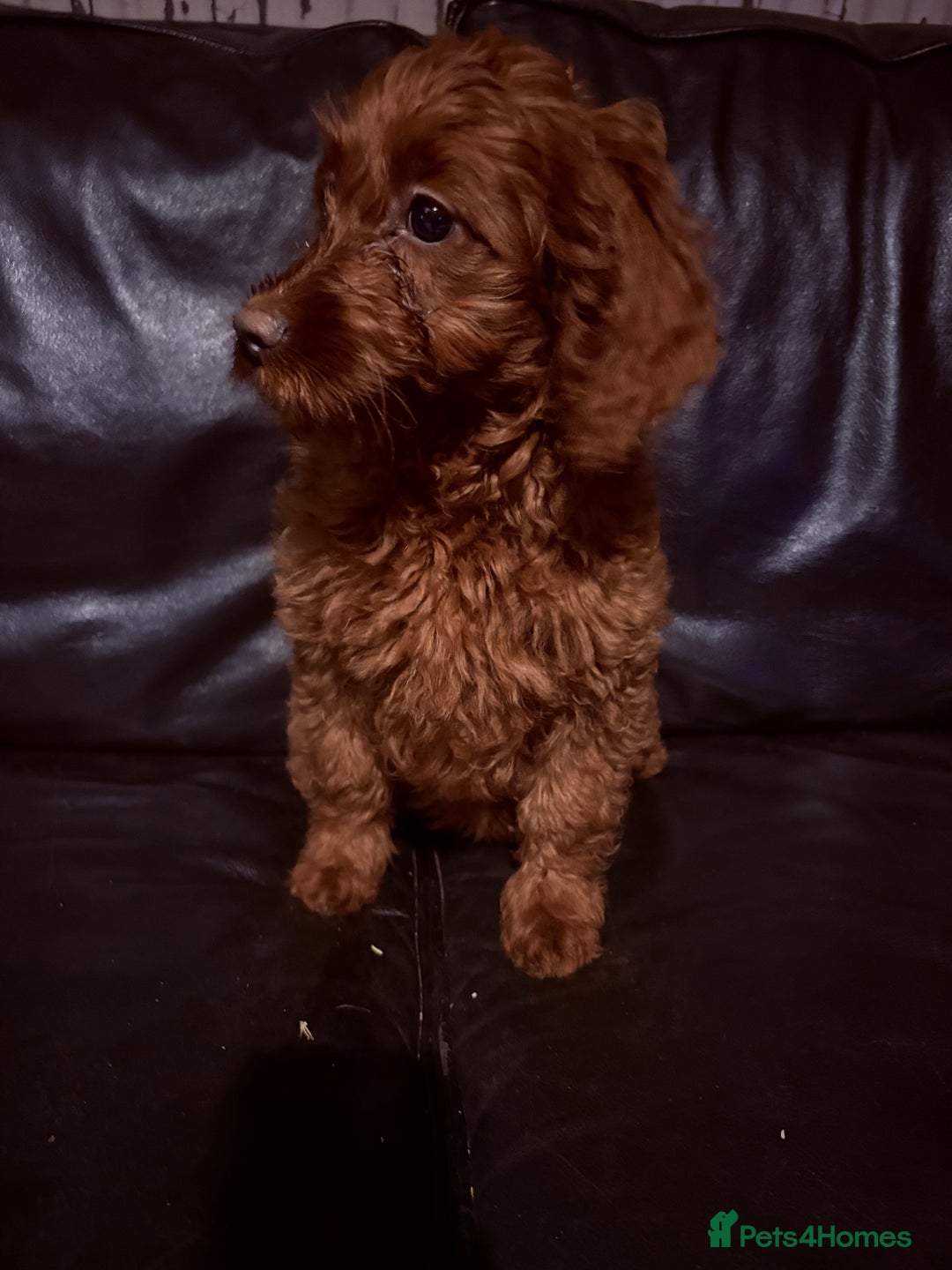 Irish Doodle dogs for sale: Irish doodle puppes - Advert 12