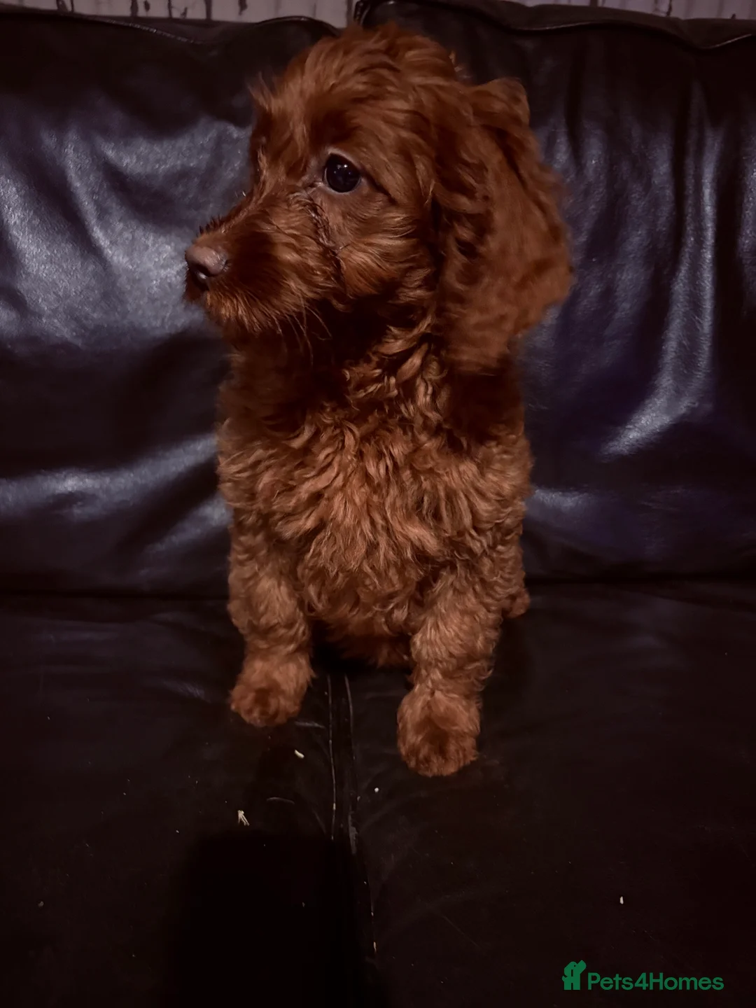 Irish Doodle dogs for sale: Irish doodle puppes - Advert 12