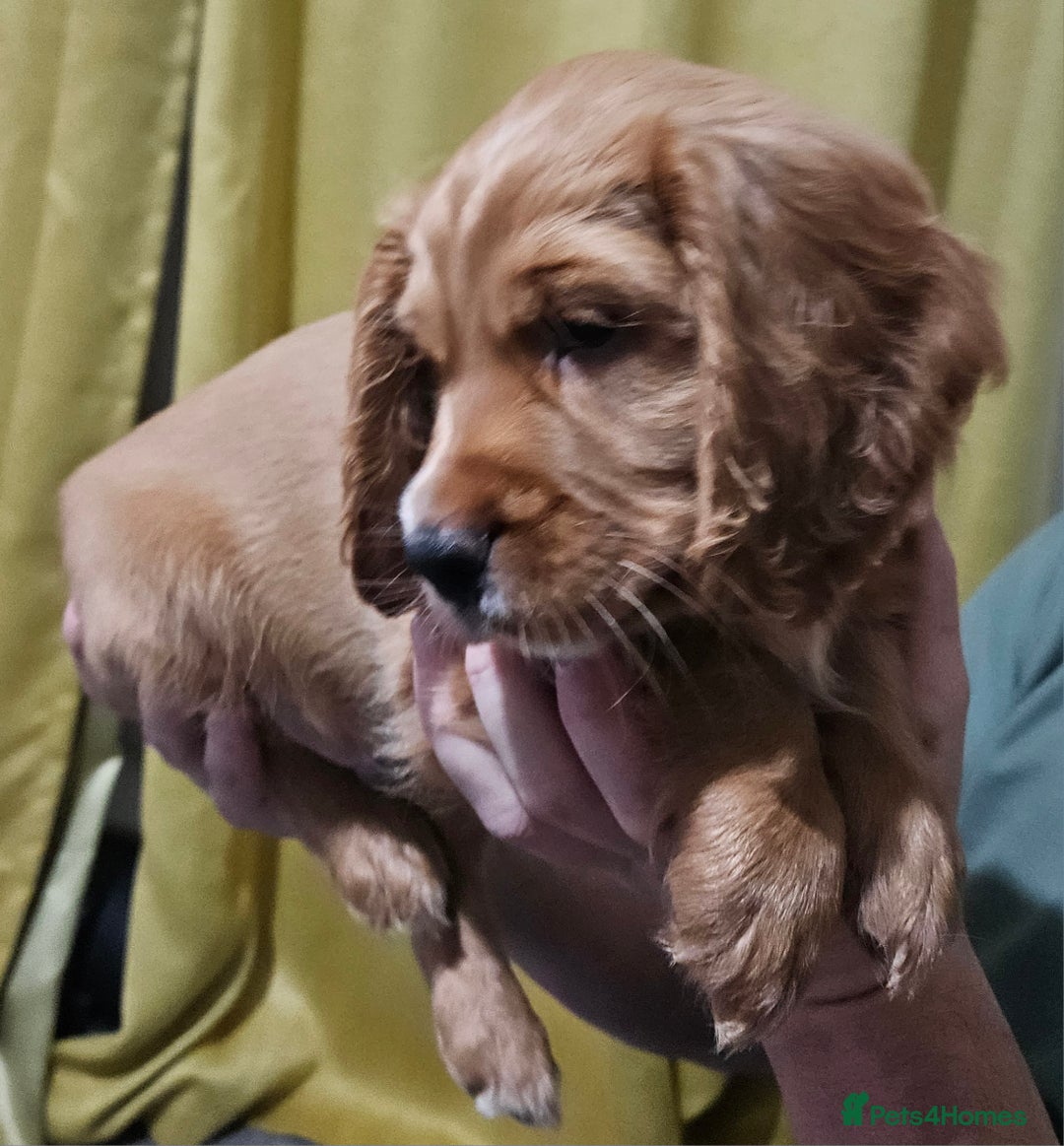 Cocker Spaniel dogs for sale: 5 stunning Cocker Spaniel puppies for sale.  - Advert 29