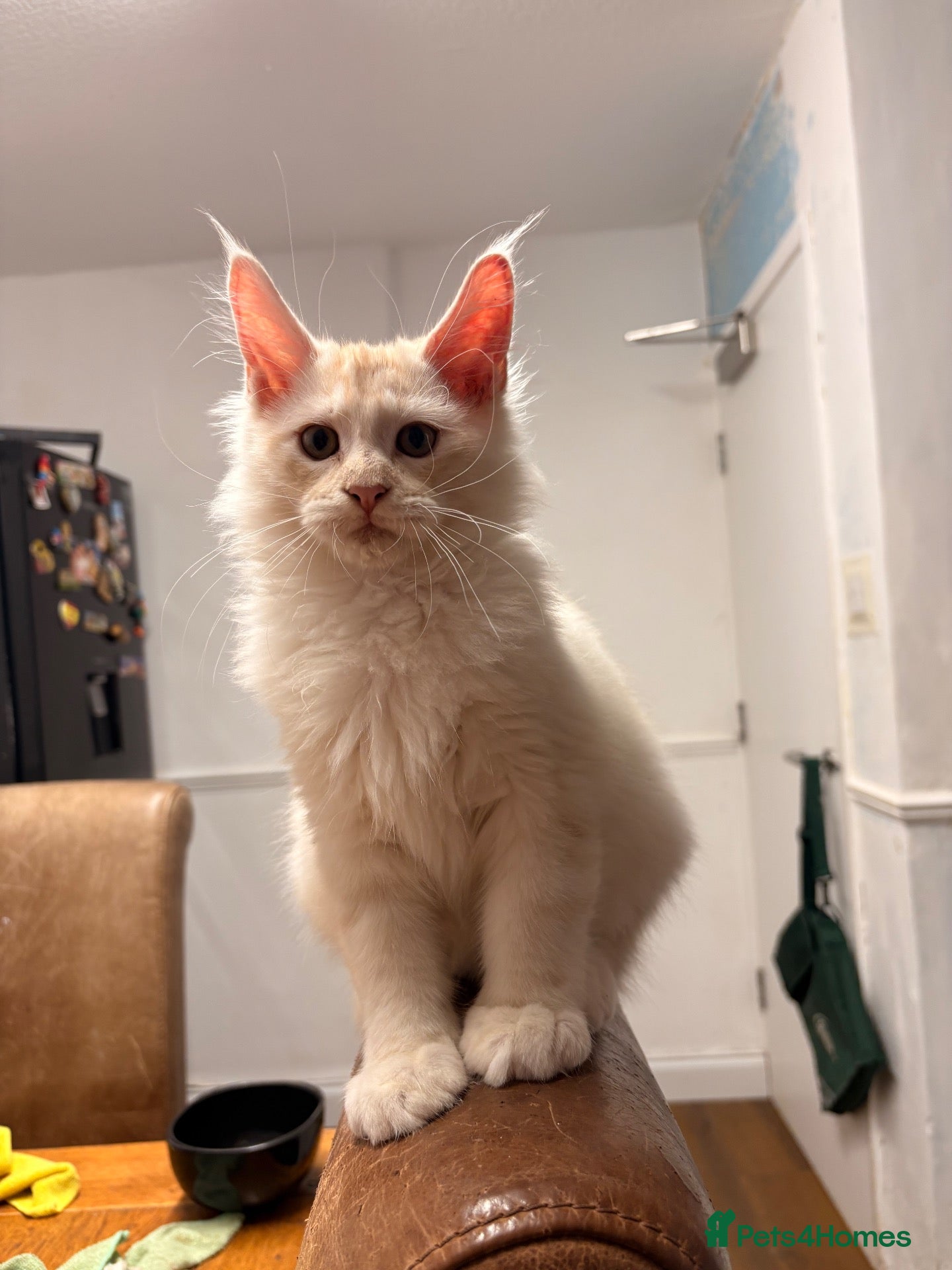 Maine Coon cats 🐾✨ MAJESTIC MAINE COON KITTENS ✨🐾 - Advert 1