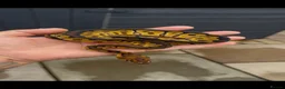 Python Snake reptiles for sale: Clown, hypo, hets, various morphs available  - Advert 17