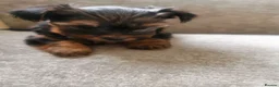 Yorkshire Terrier dogs for sale: for sale  - Advert 2