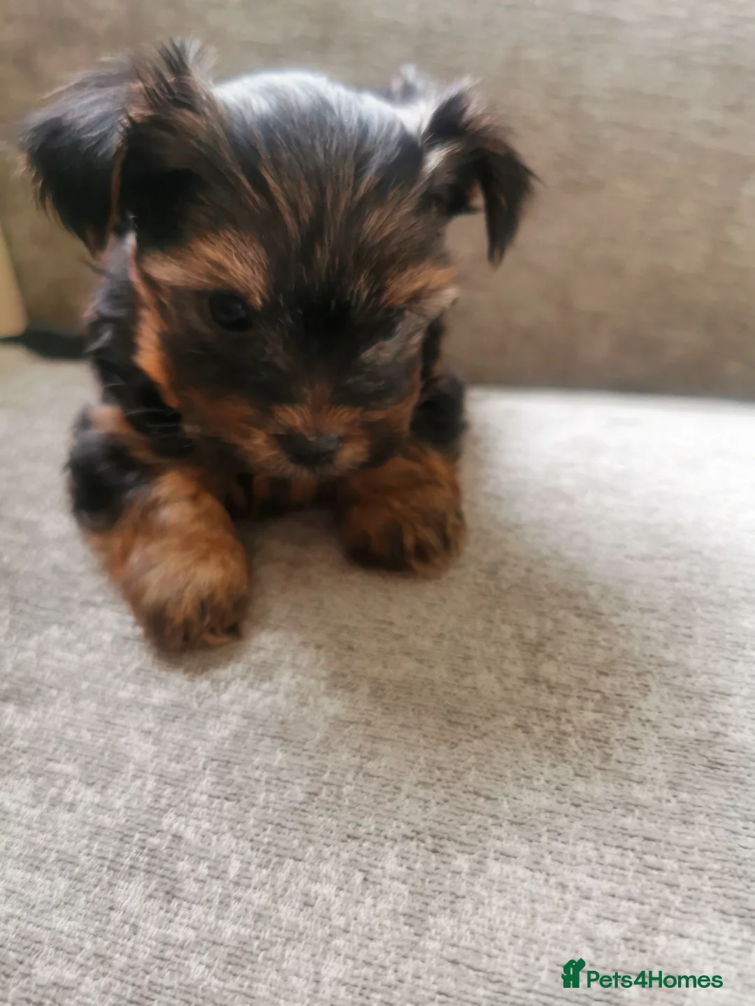Yorkshire Terrier dogs for sale: for sale  - Advert 2