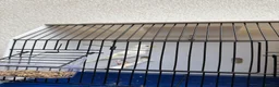 Canaries birds for sale: Canary  - Advert 6