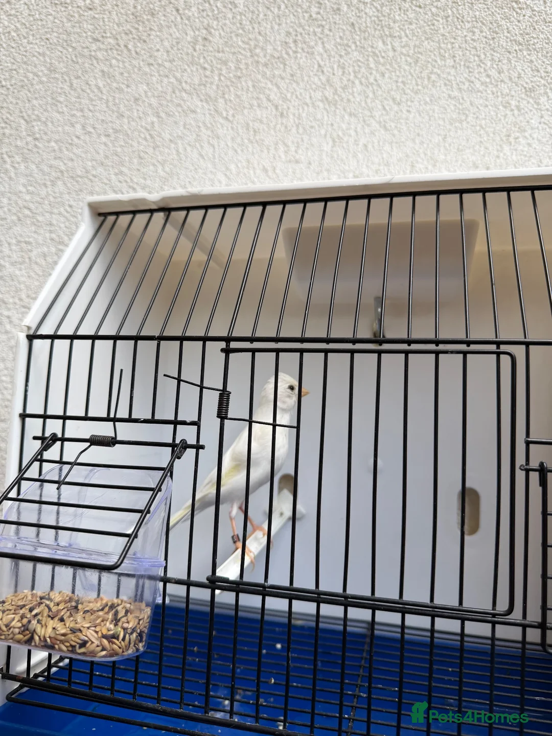 Canaries birds for sale: Canary  - Advert 6