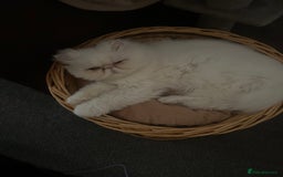 Persian cats for sale: Beautiful Persian - Image 2