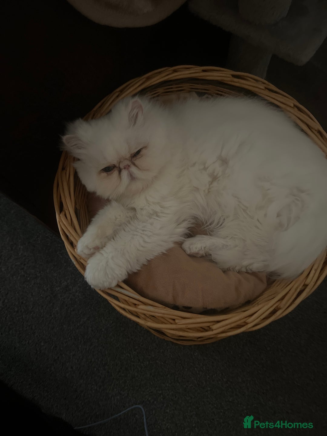 Persian cats for sale: Beautiful Persian - Image 2