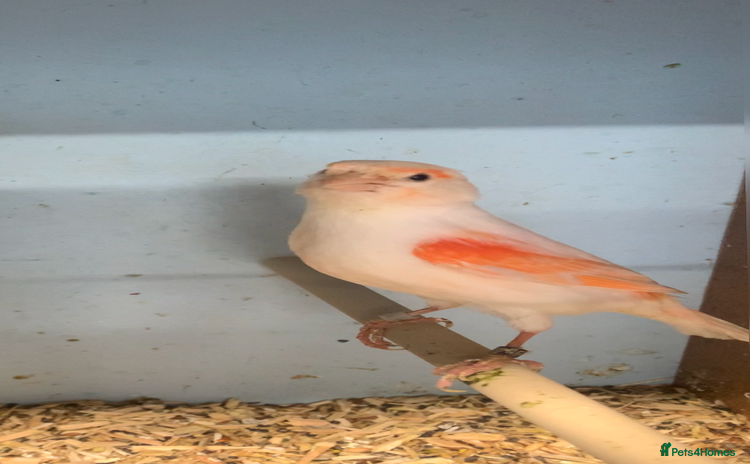 Canaries birds - Advert 1