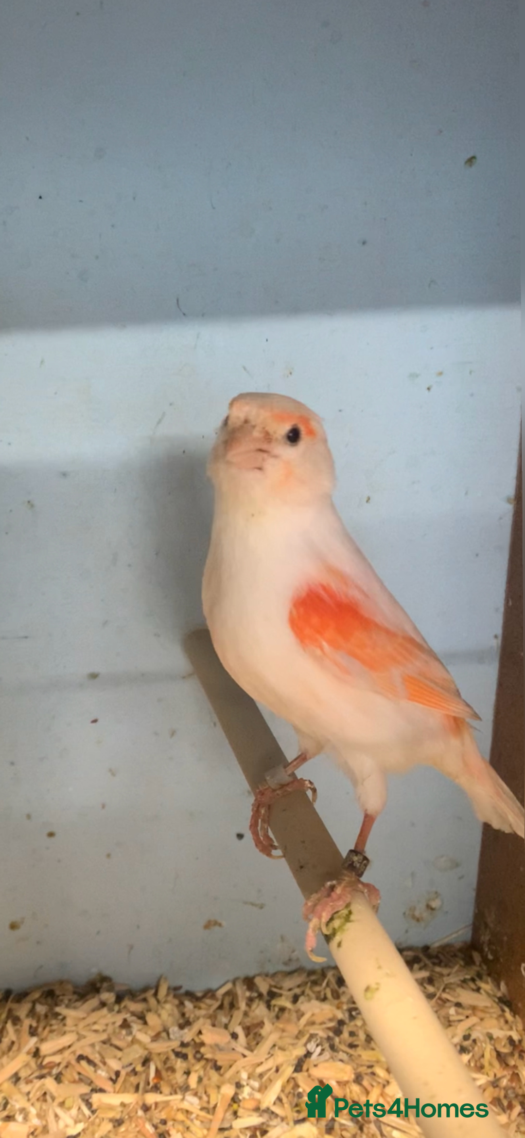 Canaries birds for sale: Red dimorphic canaries  - Image 1