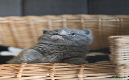 British Shorthair cats for sale: GCCF reg blue kittens ready to go from 24/10 - Image 28