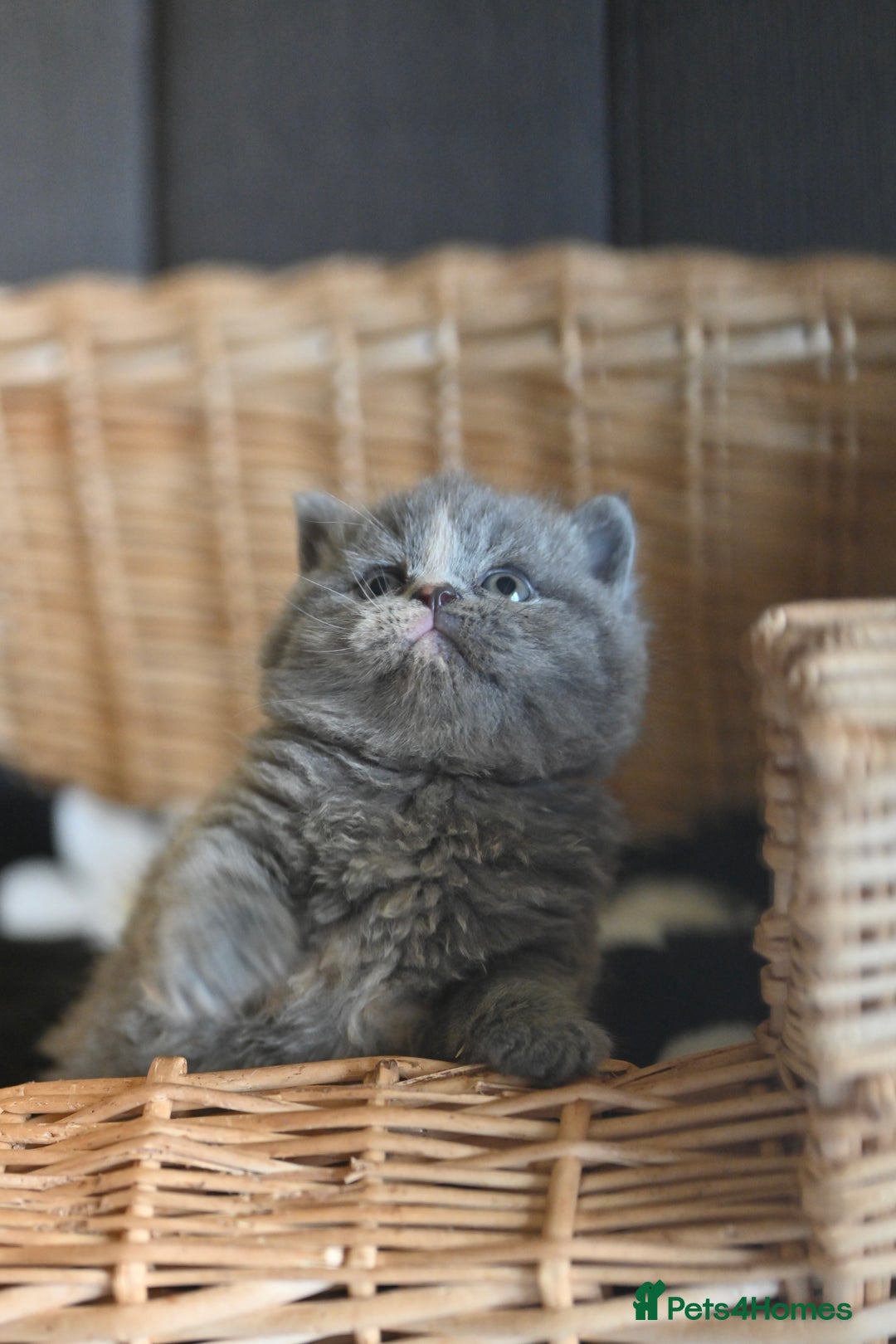 British Shorthair cats for sale: GCCF reg blue kittens ready to go from 24/10 - Image 28