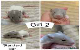 Rat rodents for sale: Baby rats (males and females) - Image 5