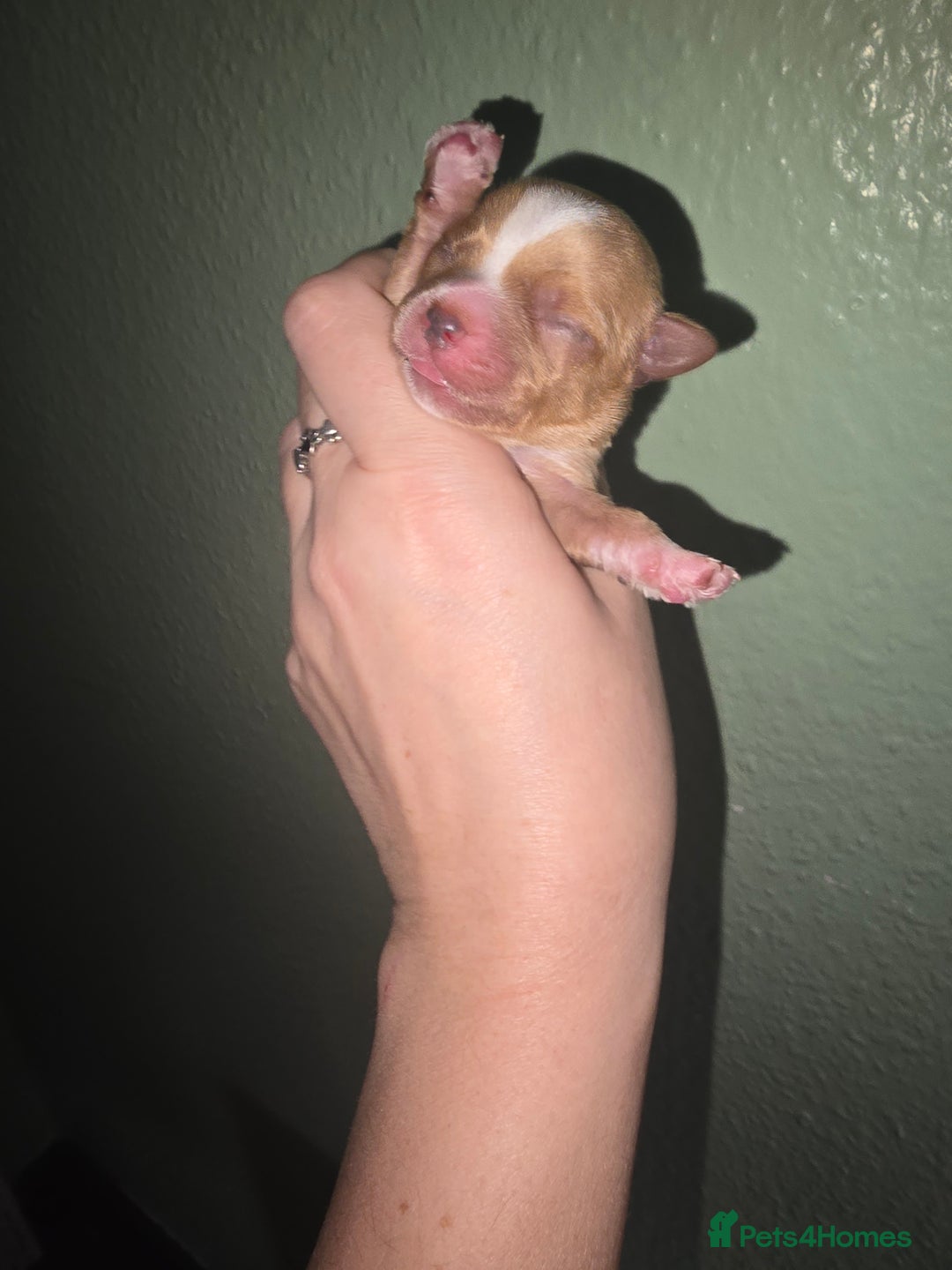 Yorkshire Terrier dogs for sale: wonderful puppies yorkshire terrier - Advert 13