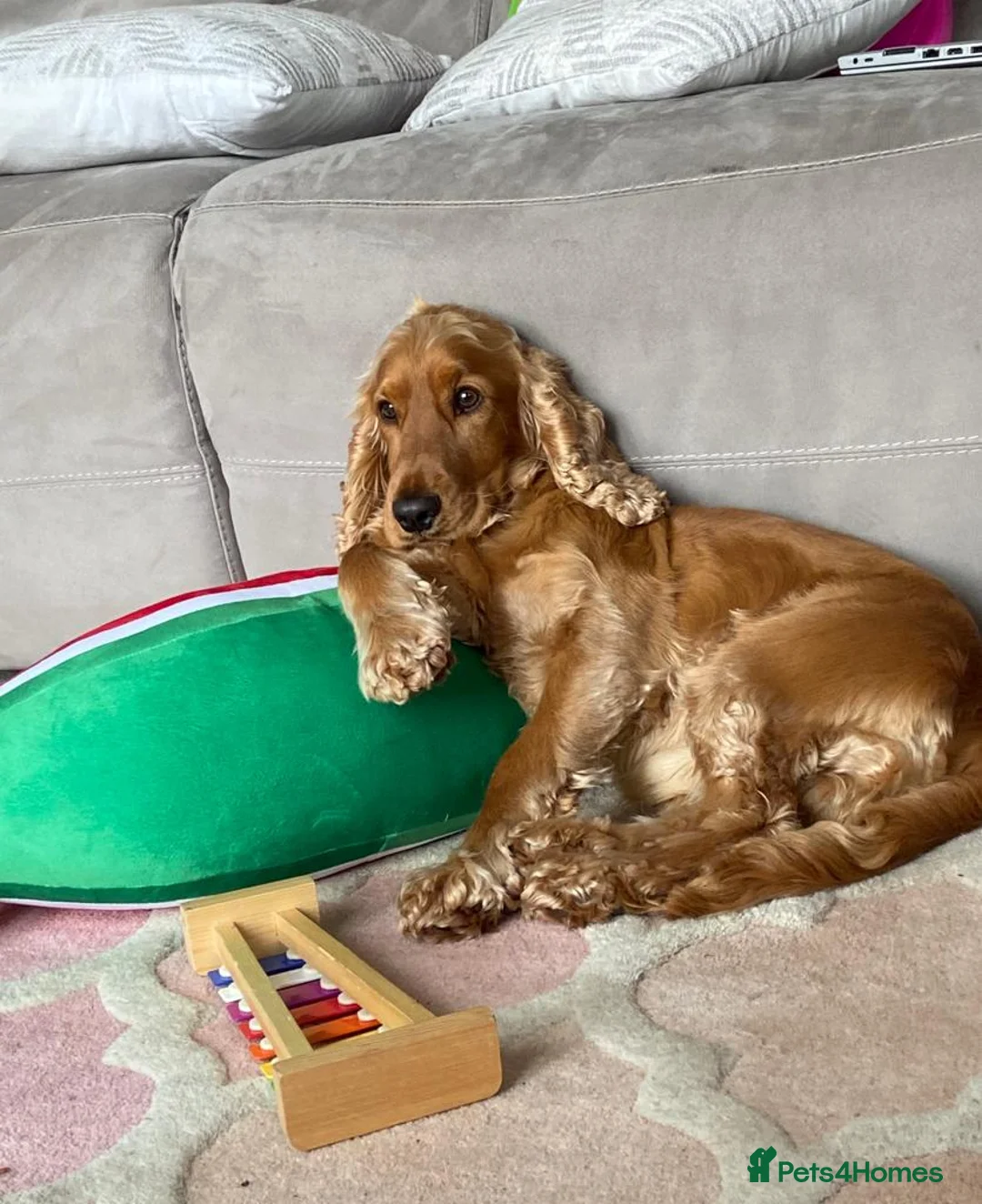 Cocker Spaniel dogs for stud: Cocker Spaniel For Stud in Liverpool - Advert 6