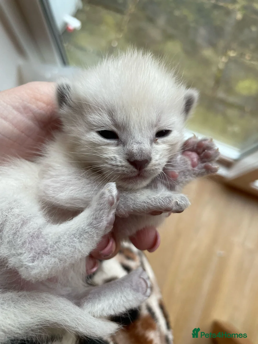 Ragdoll cats for stud: Stud Muffin in Ilkeston - Advert 22