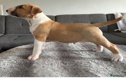English Bull Terrier dogs for sale: English Bull Terrier Puppy Two Handsome Boys - Image 8