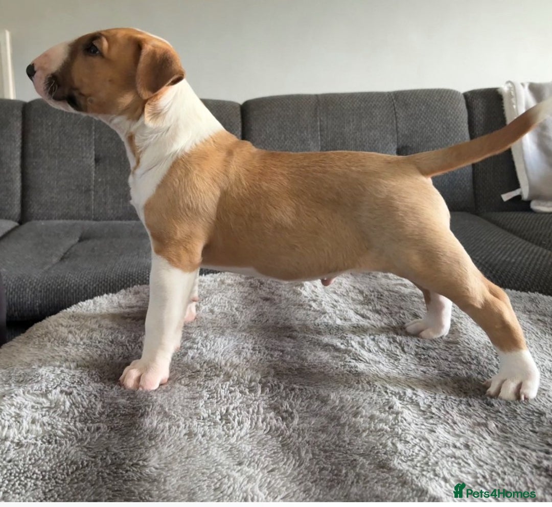 English Bull Terrier dogs for sale: English Bull Terrier Puppy Two Handsome Boys - Image 8